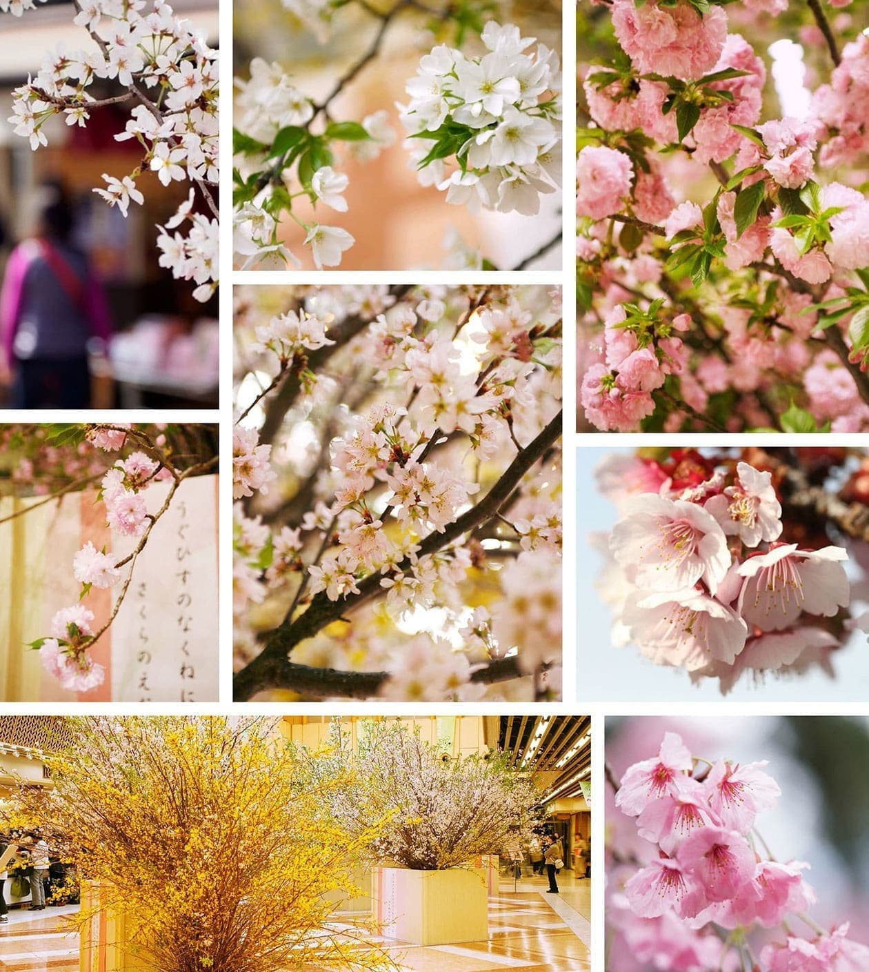 桜の装飾