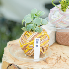 アウトドアワークショップ/まんまる多肉植物